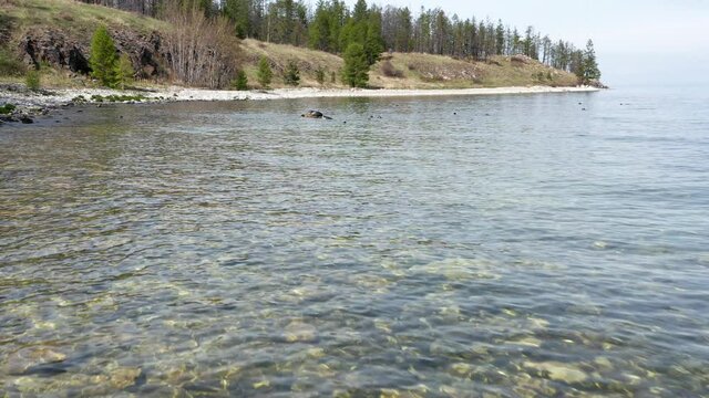 Aerial shot of seal swim on coast of lake Baikal. Nerpa rest on stone and dive jump into water
