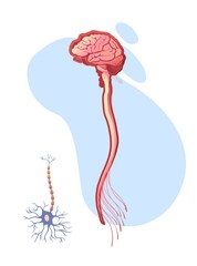 human nervous system educational scheme