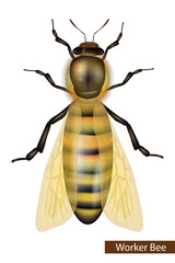 Worker bee isolated on a white background. Western Honey Bee or European Honey Bee worker Apis mellifera