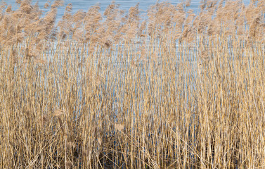 Fototapeta premium grass in the wind