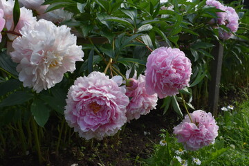 Pink peony flowers