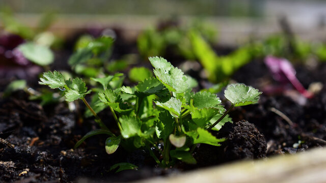 Frischer Koreander, kleine Kr&auml;uter Keimlinge mit ersten Bl&auml;ttern im Hochbeet, Kr&auml;uterbeet