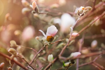 magnolia flower in spring