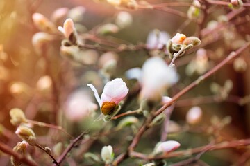 magnolia flower in spring