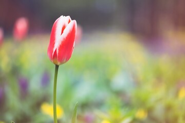 red tulips in the garden