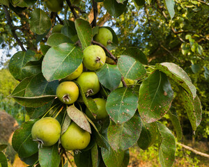 Branch with green leaves and bunch of delicious pears, organic nutrition ingredient, pesticide free farming in countryside