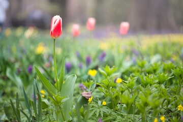 pink tulips in the garden