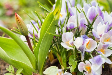 spring crocus flowers
