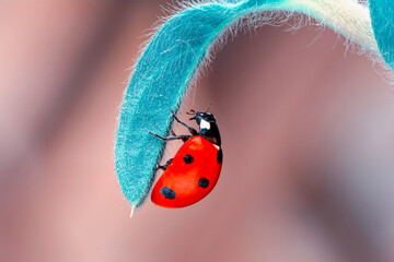 Extreme macro shots, Beautiful ladybug on flower leaf defocused background.