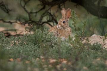 field rabbit (Oryctolagus cuniculus) in a green meadow of wild grass in Humilladero, Malaga province. Spain.