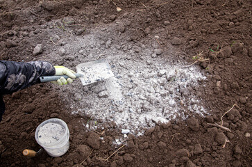 Gardener mixing wood burn ash powder in garden black soil to fertilize soil and give nutrients for...