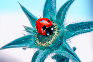Extreme macro shots, Beautiful ladybug on flower leaf defocused background.