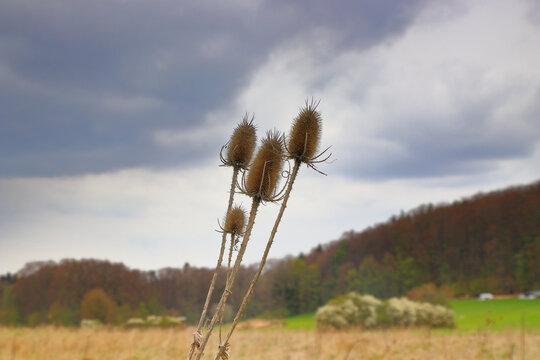 close up of dried wild teasels outdoors