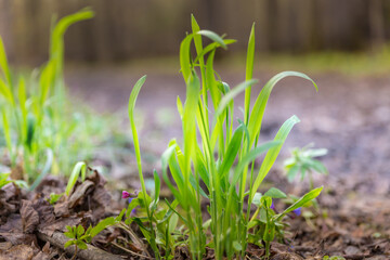 spring  grass