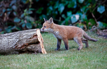 Fox cub exploring the garden