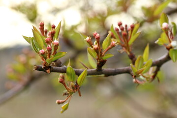 close of fruit blossoms on twig