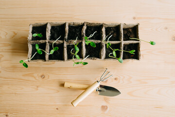 Sprouted cucumber seeds and small gardening equipment.