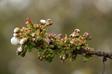 close up of fruit blossoms outdoors