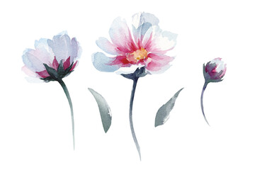 Hand drawn watercolor cosmos flowers on white background isolated. Lovely buds, leaves, flowers. Blue, pink, green flowers. Nice elements for scrapbook, rustic, natural, boho design.