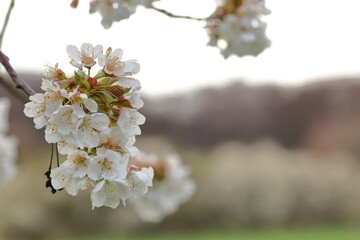 close up of cherry blossoms on twig