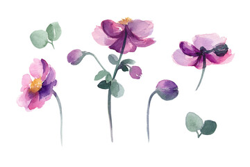Watercolor hand drawn purple anemones on white background isolated. Nice natural set for your wedding, valentine, rustic, boho design.