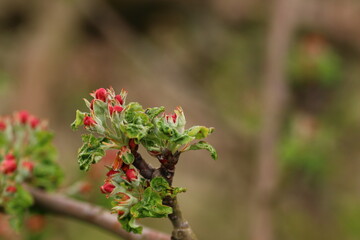Fototapeta premium close of fruit blossoms on twig