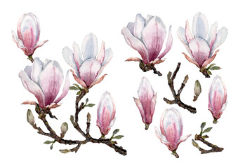 Set of spring magnolia flowers with buds, branches and blooming twig. Hand drawn watercolor isolated elements on white background for design of cards, wedding invitations, packaging, print, textiles.