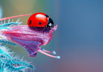 Extreme macro shots, Beautiful ladybug on flower leaf defocused background.