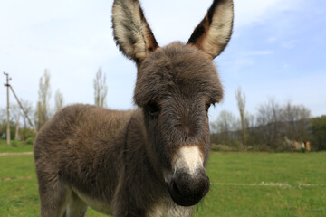 Little donkey portrait in the meadow