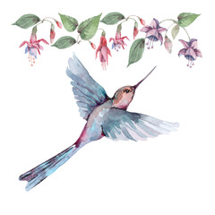  Composition of flying bird hummingbird with tropical flowers and fuchsia buds on branches with green leaves. Watercolor on a white background for cards, backgrounds, textiles, prints, wallpapers. © Pavla aquarelle
