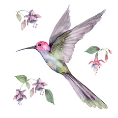  Composition of flying bird hummingbird with tropical flowers and fuchsia buds on branches with green leaves. Watercolor on a white background for cards, backgrounds, textiles, prints, wallpapers.