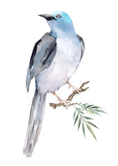 A bird with blue feathers sits on a branch with green leaves. Watercolor on a white background for vertical cards, prints, textiles, packaging, wrappers, wallpapers, album covers.