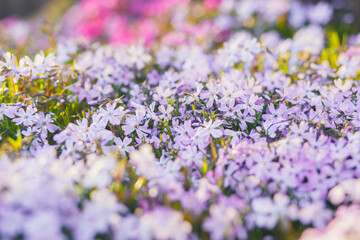 Pink phlox subulata. background of flowers phlox subulata.