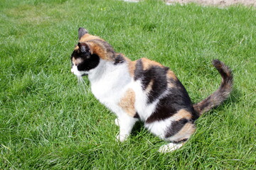 beautiful cat sitting on green grass stroking