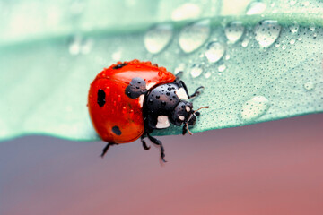 Extreme macro shots, Beautiful ladybug on flower leaf defocused background.
