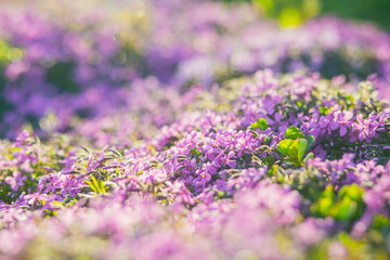 Pink phlox subulata. background of flowers phlox subulata.