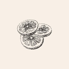 Round Lemon slices, Grapefruit, Orange, Citrus Hand Drawn Sketch Vector illustration