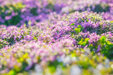 Obraz premium Pink phlox subulata. background of flowers phlox subulata.