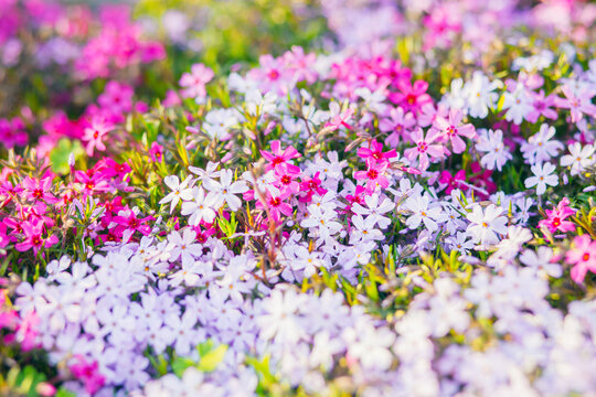 Pink phlox subulata. background of flowers phlox subulata.