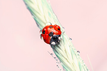 Extreme macro shots, Beautiful ladybug on flower leaf defocused background.