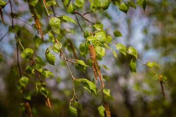 Spring awakening nature tree leaves close up macro move 4k video