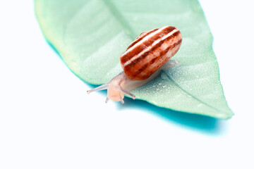 Close up  beautiful Snail in the garden