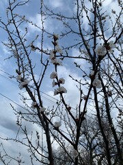 blooming tree on the background of the sky flowers