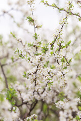 Spring light background with blooming trees. Branches with white flowers. Cherry blossom