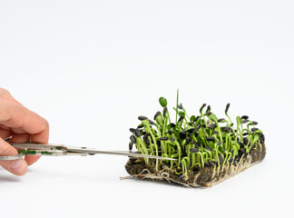 green sunflower sprouts on a white background, useful microgreen