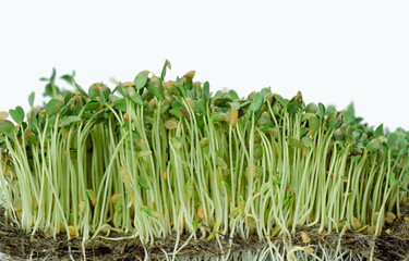 Obraz premium green flax sprouts on a white background, useful microgreen on a white background