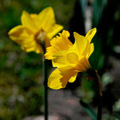 Fototapeta premium A plant blooming in early spring with yellow flowers called daffodil, which grows commonly in flowerbeds, squares and gardens in the city of Białystok in Podlasie in Poland.