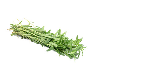 fresh sprig of rosemary with green leaves isolated on white background, fragrant seasoning