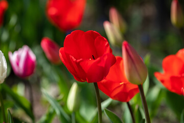 Fototapeta premium Nice color tulip flowers after the spring rain nature flora macro photo with empty space for text