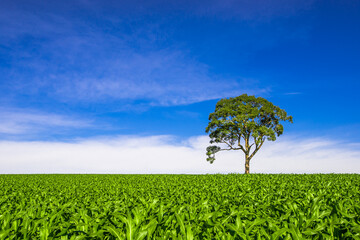 Tree. Landscape, nature and environment.